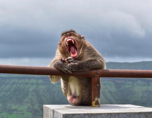 Beautiful view of the monkey.