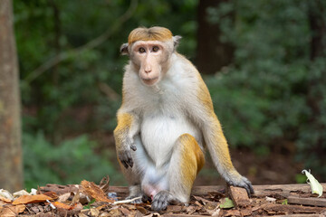A funny and serious looking monkey with a goofy haircut is staring into the camera.