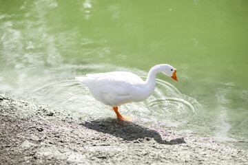A beautiful white goose was walking on a sandy beach by day.