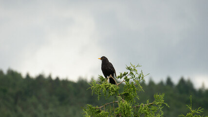 Amsel