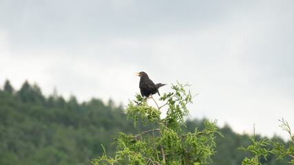 Amsel