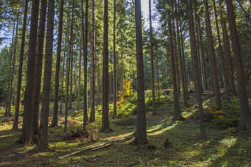 Deep spruce forest in the wild. Autumn scene on mountain.