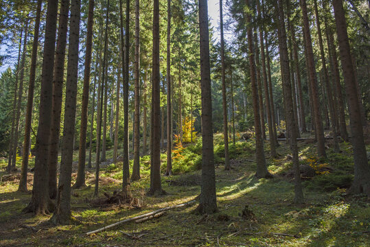 Deep spruce forest in the wild. Autumn scene on mountain. © Gorart