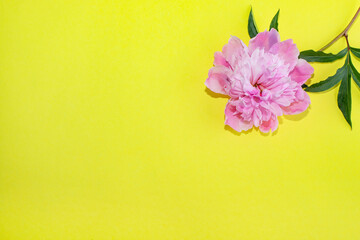 Naklejka premium Yellow background with peonies flowers and place for text.