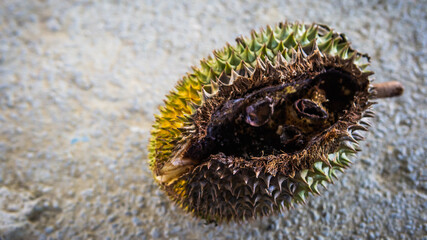 Close up detail view of a rotten Durian fruit with holes eaten by the wild animal. King of fruits in Southeast Asian. Have strong smell and thorn-covered rind.