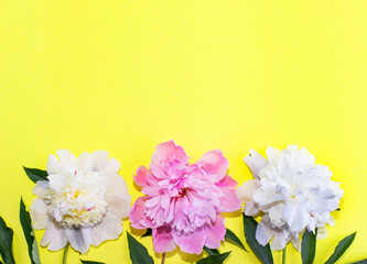 Yellow background with peonies flowers and place for text.