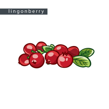 sketch_lingonberry_eight_berries