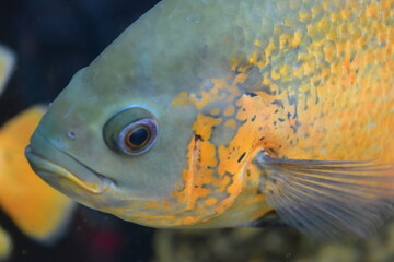 Beautiful view of the fish.