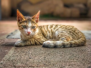 Beautiful view of the cat.