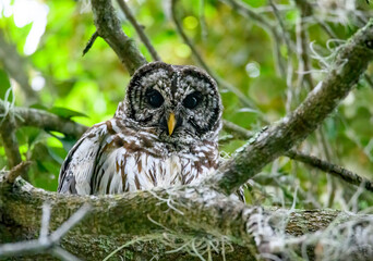 Barred owl between tree branches staring