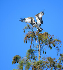 Launching of an osprey