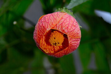 red poppy flower