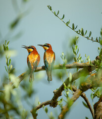 Bienenfresser