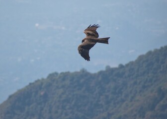 eagle in flight in blue sky and mountains in background