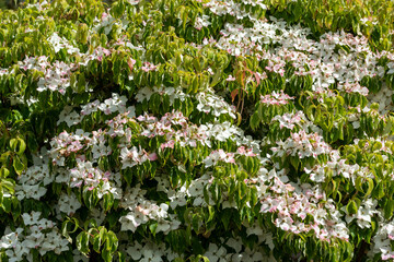 England, UK. June 2020. Early summer in an English country garden a Mountain Dogwood tree in full bloom with bracks changing colour