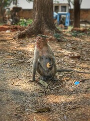 Beautiful view of the monkey eating.