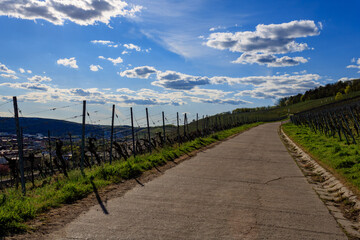 vineyard in the summer in W&uuml;rzburg, germany. Scenic view of way in the vineyards against blue cloudy sky in Gromb&uuml;hl, W&uuml;rzburg, Germany. Green vineyards on a sunny day in summer.