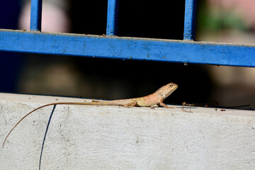 Chameleon is on the wall
