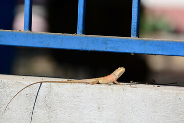 Chameleon is on the wall

