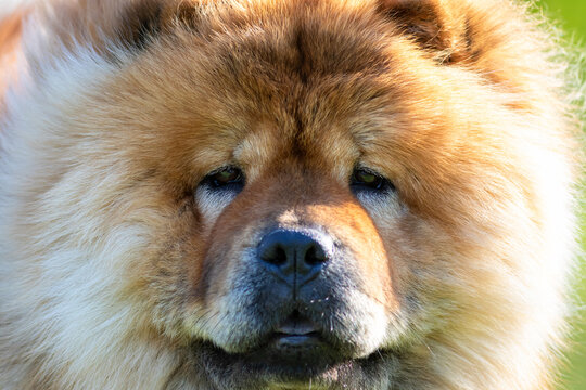 close up face portrait of a broun chow chow dog breed image