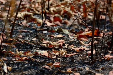 fallen leave on the ground 