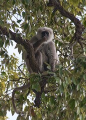 asian langoor sitting on a tree with green leaves