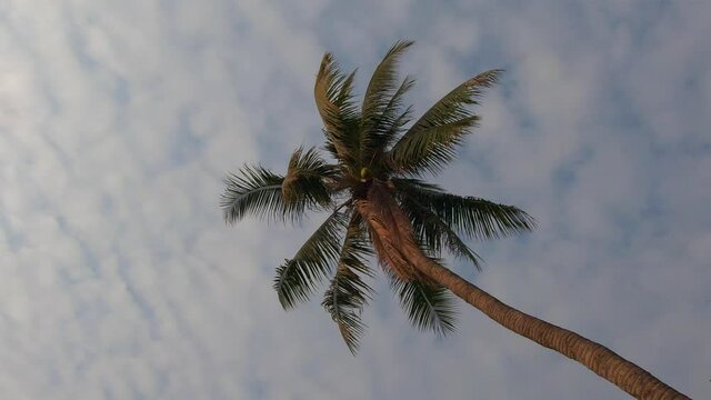 coconat palm tree on cloud sky tropical view