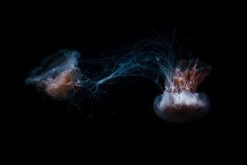 jellyfish on black background