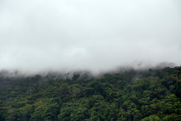 Rain forest in Masoala National Park, Madagascar