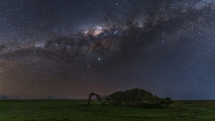 Fototapeta na wymiar Milky Way over the Leaning Tree