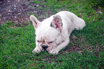 White cute puppy dog french bulldog playing in lawn yard outdoor