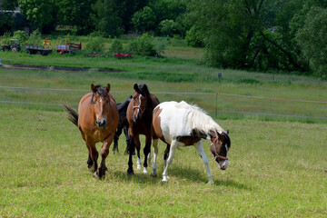 Naklejka na ściany i meble beautiful horses on a pasture in the countryside on a summer day