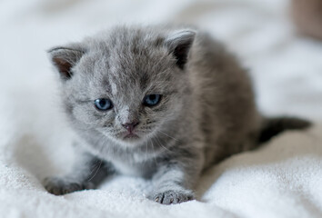 A little  cute blue kitten british short hair 2-3 week old
