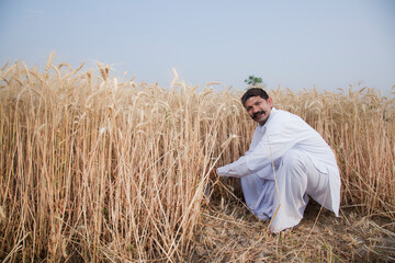Farmer harvesting wheat crops in a wheat field