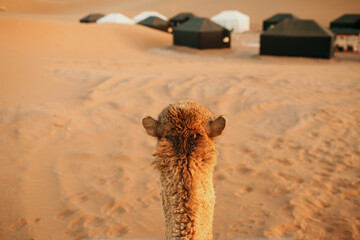 Camel riding. First person view. Sahara desert