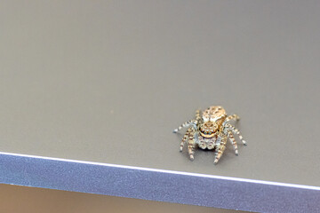 a little jumping spider with green eyes is climbing around on a laptop