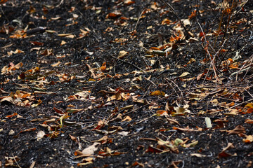 fallen leave in the forest background 