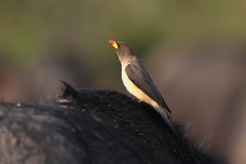 Yellow Billed Oxpecker 