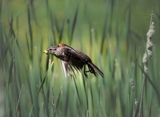 Bird In Flight