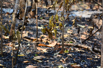 Dry tree in the forest 
