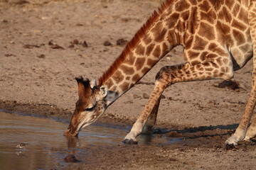 Obraz premium Giraffe Drinking