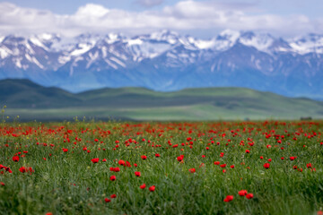 Red poppy field in Kazakhstan next to border of Kyrgyzstan at the high plateau with China behind the mountains at the background.