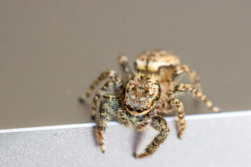a little jumping spider with green eyes is climbing around on a laptop
