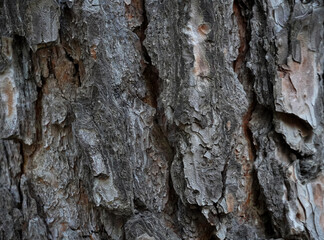 Oak tree bark textured Background