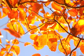 紅葉