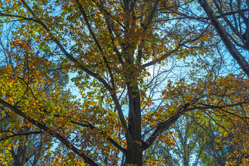 autumn leaves against blue sky