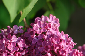 Obraz premium A lilac luck - flower with five petals among the four-pointed flowers of bright pink lilac (Syringa) of the 'India' variety, close up, selective focus. The magic of lilac flowers