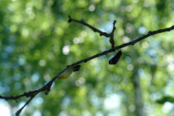 Day-flying moth - six-spot burnet (Zygaena filipendulae) and it papery cocoon on a tree branch in the forest, selective focus, blurred background