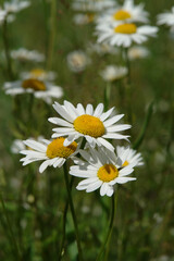 Three bright wild ox-eye daisies (Leucanthemum vulgare), growing in the field on a sunny day. A close up of chamomile flowers in a meadow, selective focus, natural blurred background