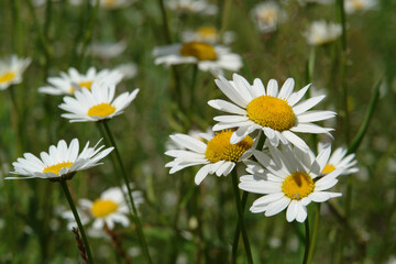 Fototapeta premium Bright flowers of Leucanthemum vulgare (ox-eye daisy, oxeye daisy, dog daisy) in the field on a sunny day. A close up of chamomiles, growing in a meadow, selective focus, natural blurred background